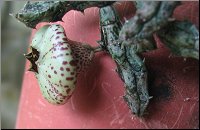 Stapelianthus insignis 1